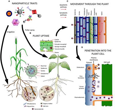 Interaction of Nanomaterials with Plants: What Do We Need for Real Applications in Agriculture?